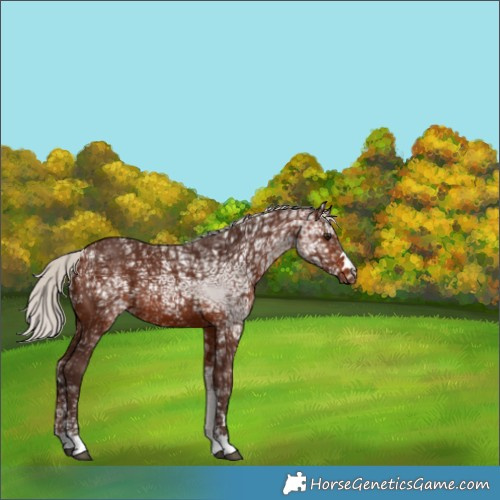 Horse Color:Silver Brown Ice 
