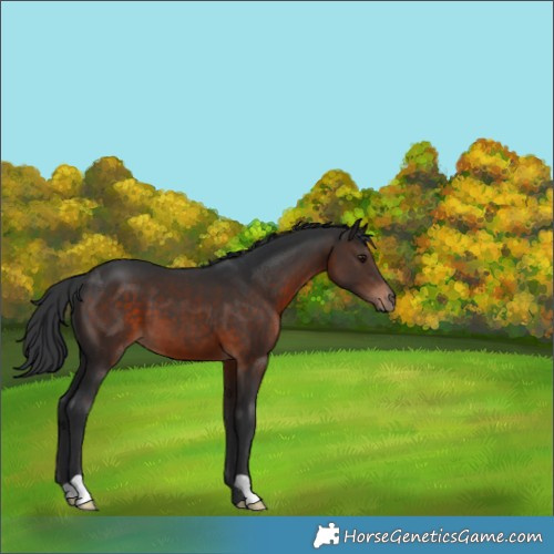 Horse Color:Brown 