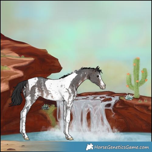 Horse Color:Brown Sabino Tobiano Rabicano