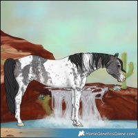 Horse Color:Brown Sabino Tobiano Rabicano 