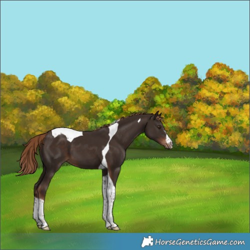 Horse Color:Liver Chestnut Tobiano 