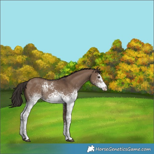 Horse Color:White Spotted Liver Red Dun Rabicano 