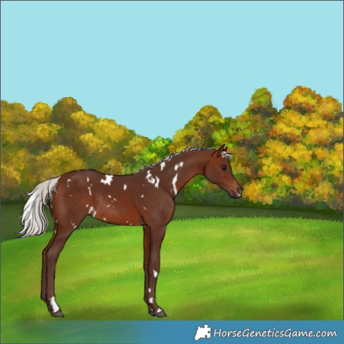 Horse Color:White Spotted Silver Bay Rabicano 