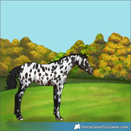 Horse Color:Gray White Spotted Brown Near Leopard 
