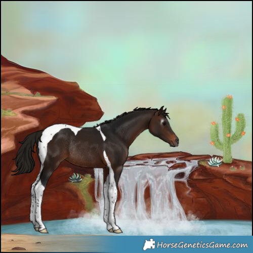 Horse Color:Gray Bay Tobiano Rabicano