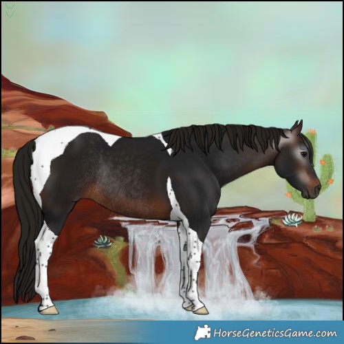 Horse Color:Gray Bay Tobiano Rabicano 