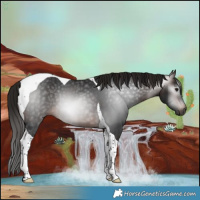 Horse Color:Gray Bay Tobiano Rabicano 