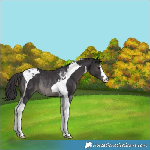Horse Color:Smoky Black Tobiano Rabicano 