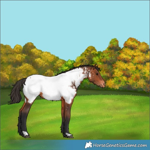 Horse Color:Bay Appaloosa 