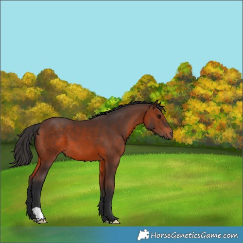 Horse Color:Brown 