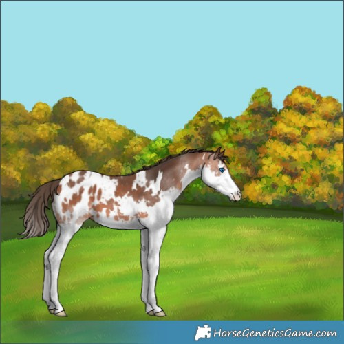 Horse Color:White Spotted Bay Splash Appaloosa 