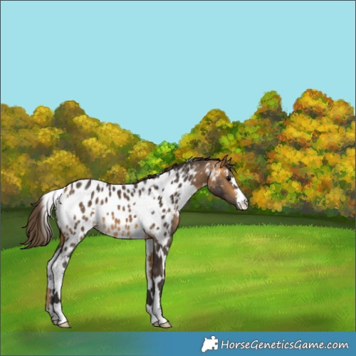Horse Color:White Spotted Buckskin Appaloosa 