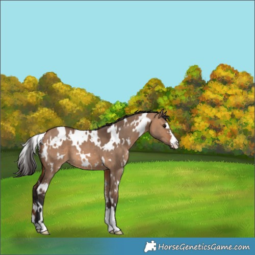 Horse Color:White Spotted Bay Dun 