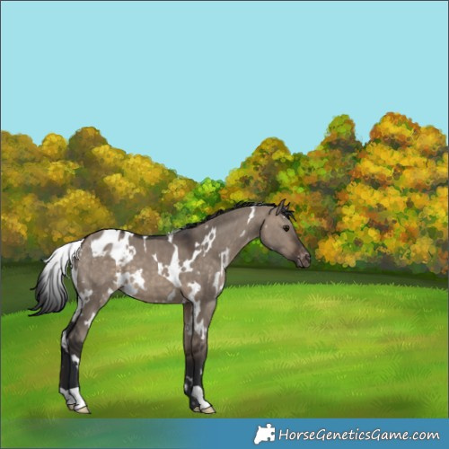 Horse Color:White Spotted Brown Dun Appaloosa 