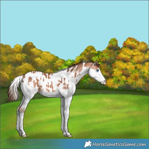 Horse Color:White Spotted Bay Splash Appaloosa 
