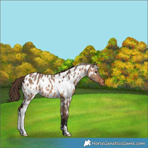 Horse Color:White Spotted Bay Dun Appaloosa 