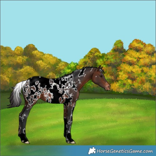 Horse Color:White Spotted Brown Appaloosa 