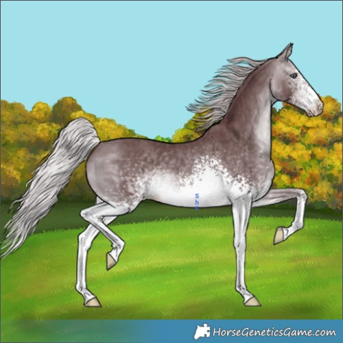 Horse Color:White Spotted Chocolate Silver Brown Chinchilla 