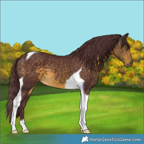 Horse Color:Chocolate Buckskin Tobiano