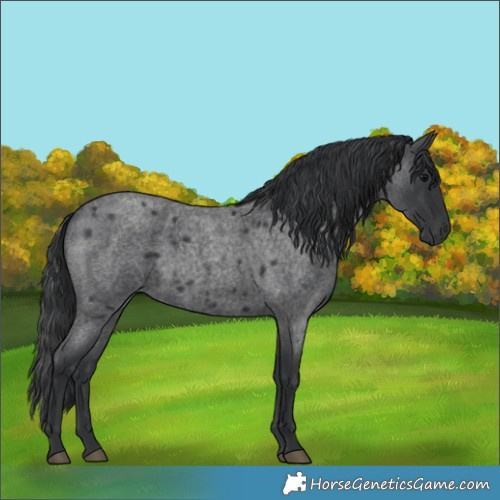 Horse Color:Blue Roan 