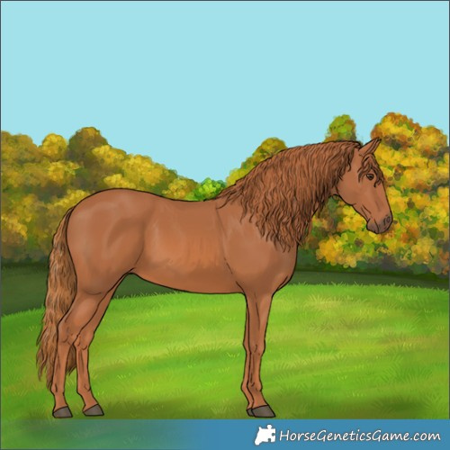 Horse Color:Chestnut 