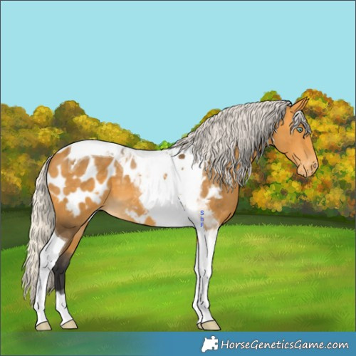 Horse Color:Silver Buckskin Mushroom Tobiano Appaloosa 