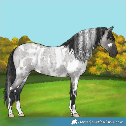 Horse Color:White Spotted Grullo Roan 