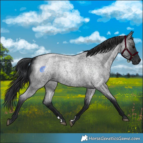 Horse Color:Blue Roan