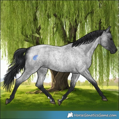 Horse Color:Blue Roan 