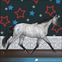 Horse Color:Blue Roan 