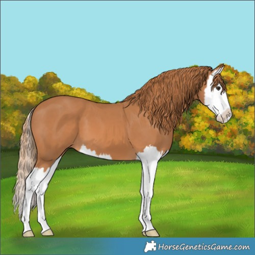 Horse Color:Chestnut Splash