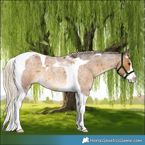 Horse Color:Chocolate Palomino Roan Splash Tobiano 