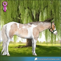 Horse Color:Chocolate Palomino Roan Splash Tobiano