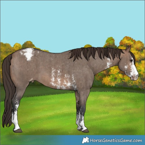 Horse Color:Brown Dun Sabino Appaloosa Brindle