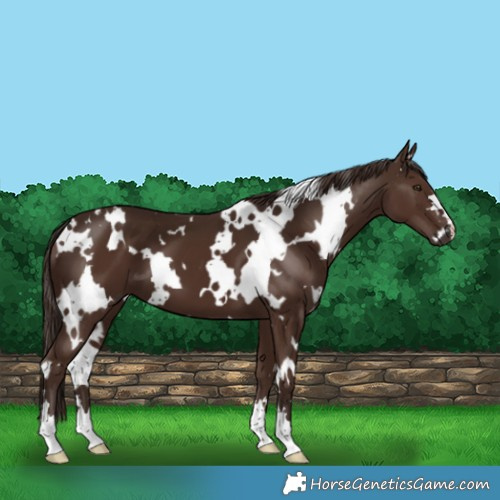Horse Color:White Spotted Liver Chestnut