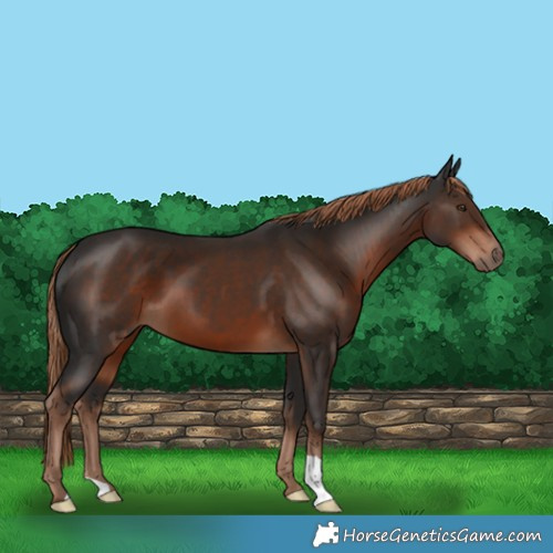 Horse Color:Liver Chestnut 