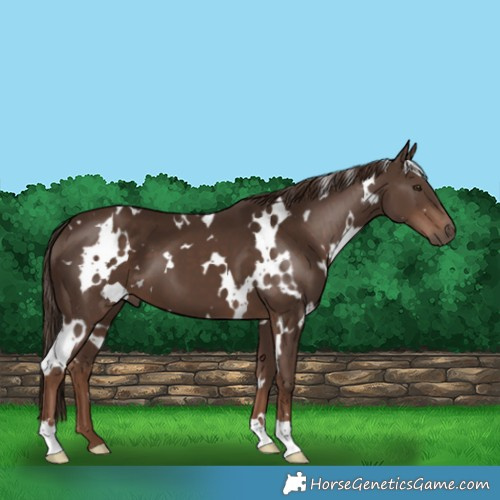 Horse Color:White Spotted Liver Chestnut 