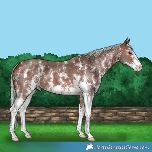 Horse Color:Silver Brown Sabino 