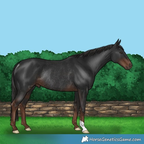 Horse Color:Liver Chestnut Rabicano 