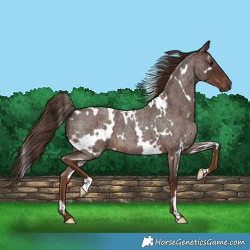 Horse Color:White Spotted Liver Red Roan