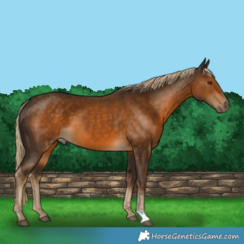 Horse Color:Chocolate Palomino 