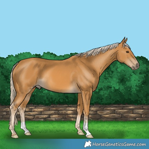 Horse Color:Palomino