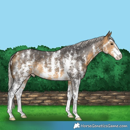 Horse Color:Silver Buckskin Sabino 