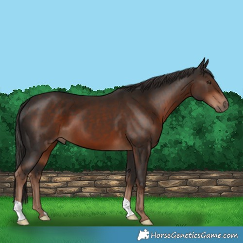 Horse Color:Liver Chestnut 