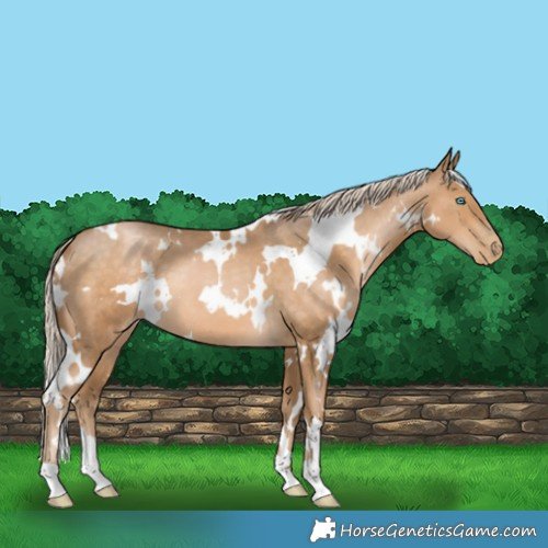 Horse Color:White Spotted Chocolate Palomino Pearl 