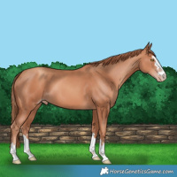 Horse Color:Gold Champagne