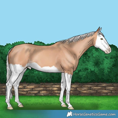 Horse Color:Silver Amber Champagne Splash 