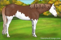 Horse Color:Chestnut Sabino Splash