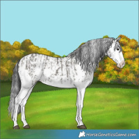 Horse Color:Grullo Sabino Splash and Grullo Sabino Splash