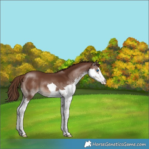 Horse Color:Liver Chestnut Splash 